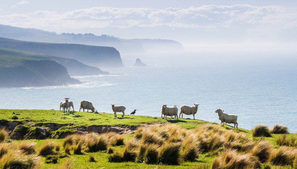 SMP Venture's Annandale Farm with Sheep